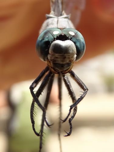 Orthetrum albistylum